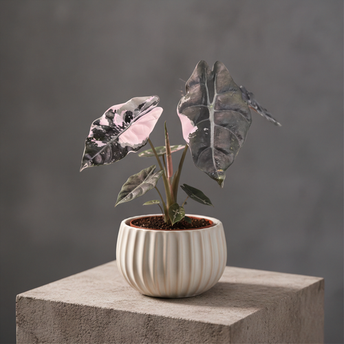Alocasia Chantrieri panaché rose