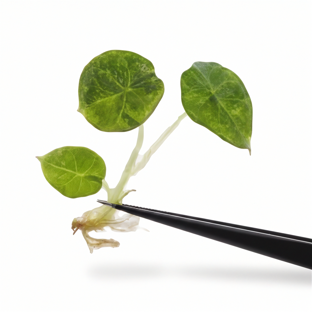 Alocasia Chaii Aurea panaché