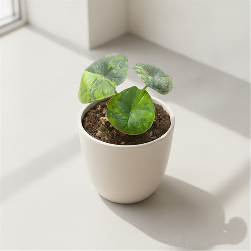 Alocasia Chaii Aurea panaché