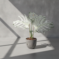 Monstera Devil Monster Premium Variegated