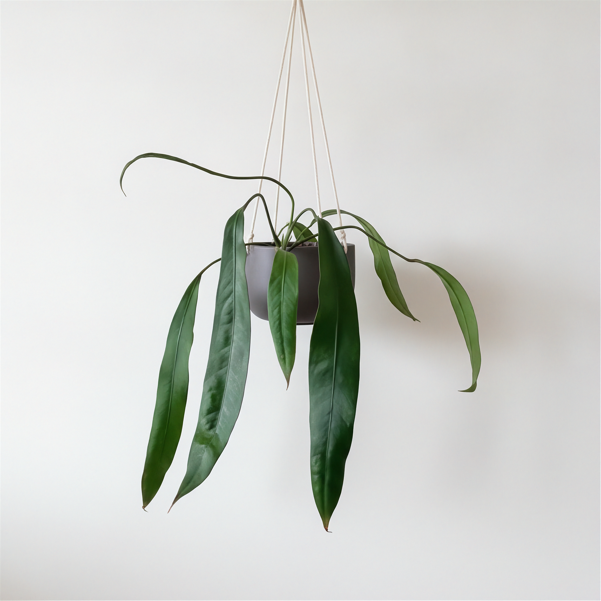 Anthurium Vittarifolium