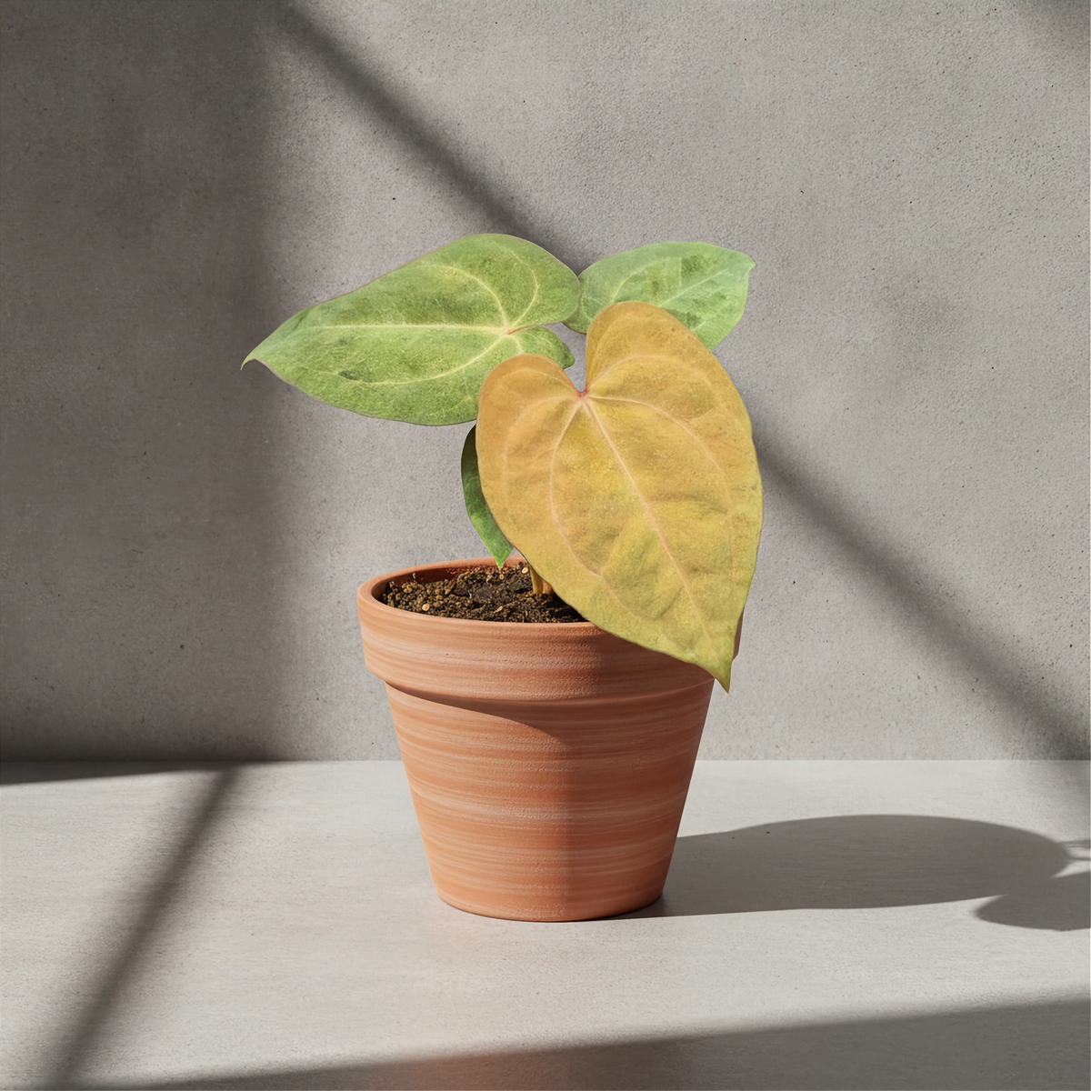 Anthurium Dark Phoenix Mint Variegated