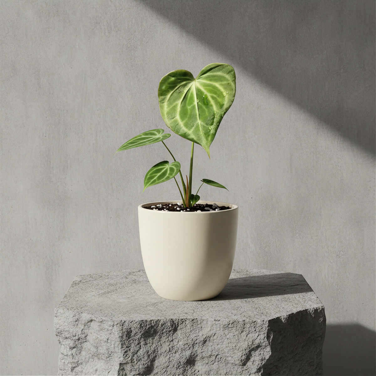 Anthurium Crystallinum X Dorayaki