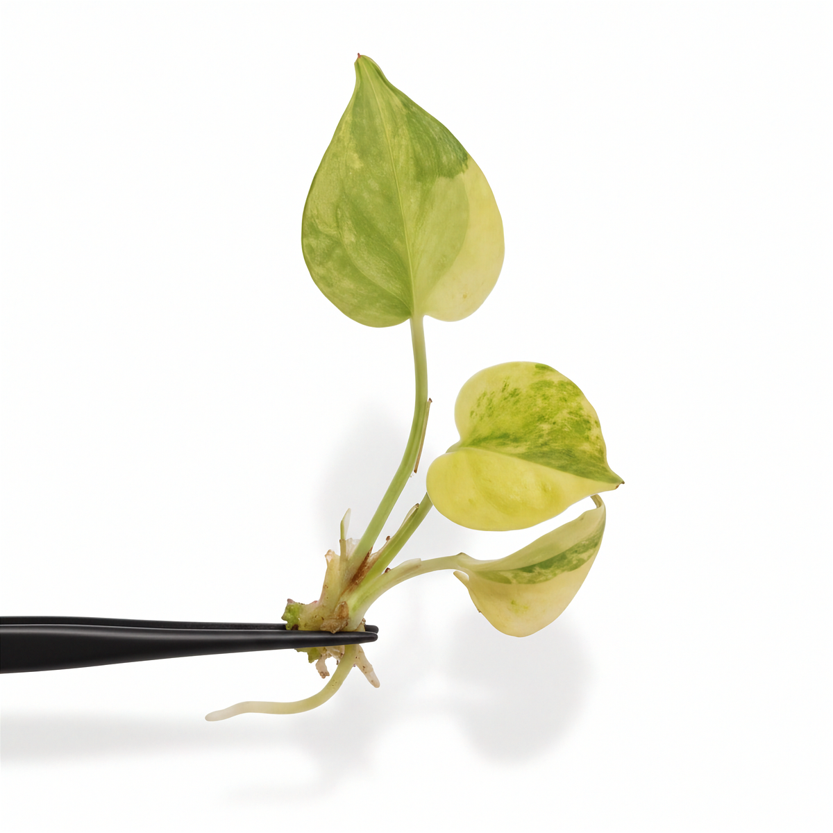 Anthurium Clarinervium Variegated