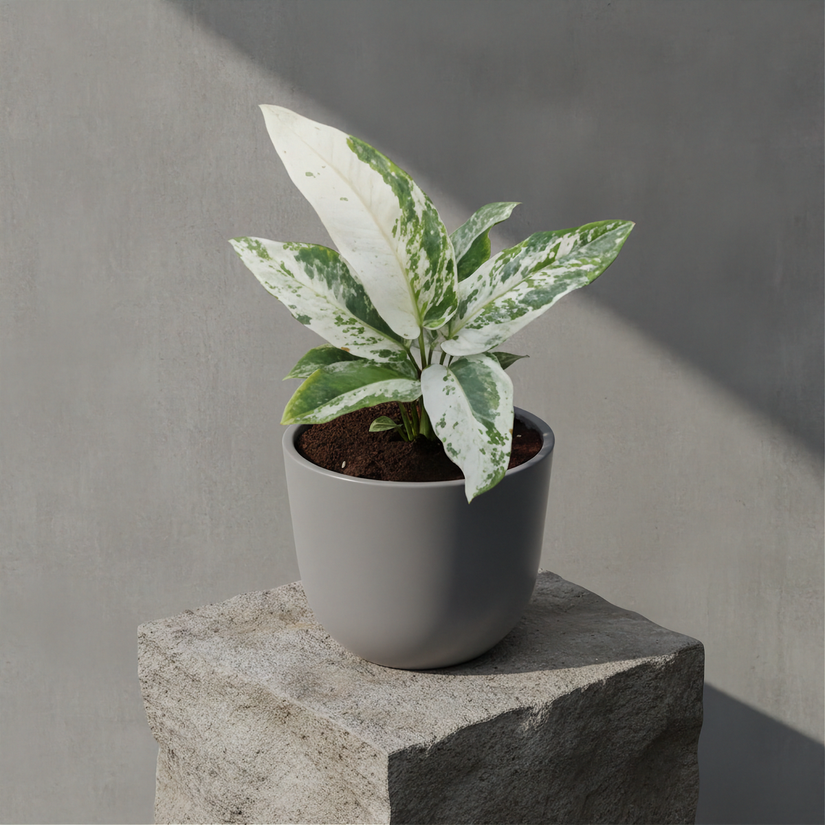 Anthurium Bonplandii Narrow Mix Variegated