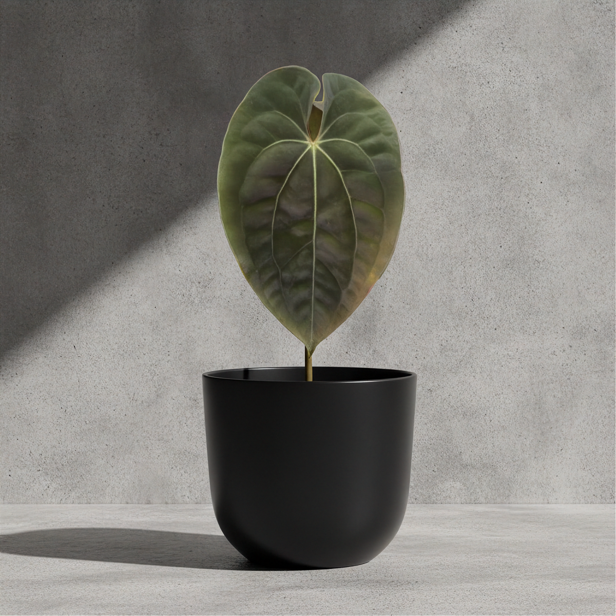 Anthurium Black Magic (Black Velvet X AOS)