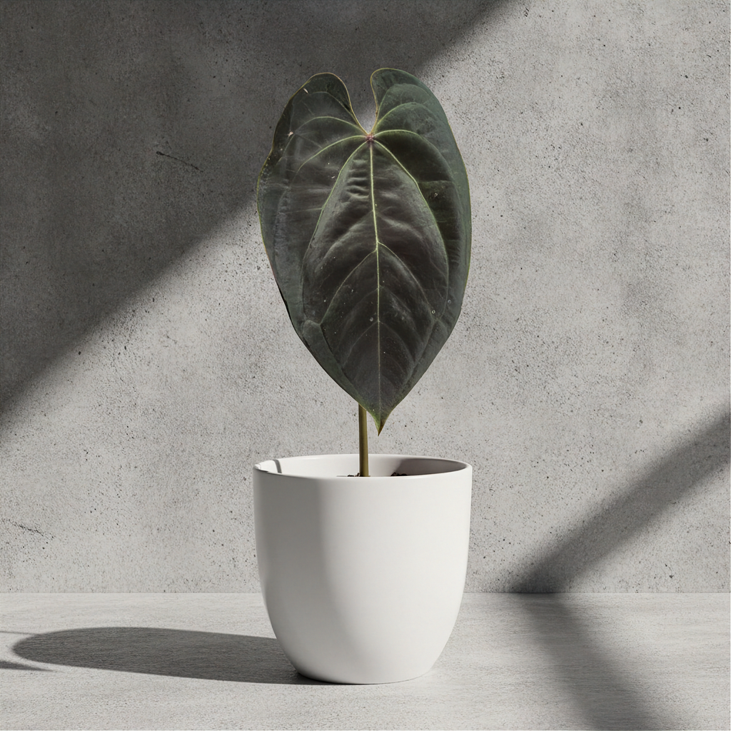Anthurium Ace of Spades