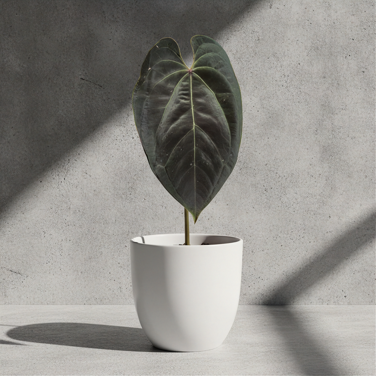 Anthurium Ace of Spades