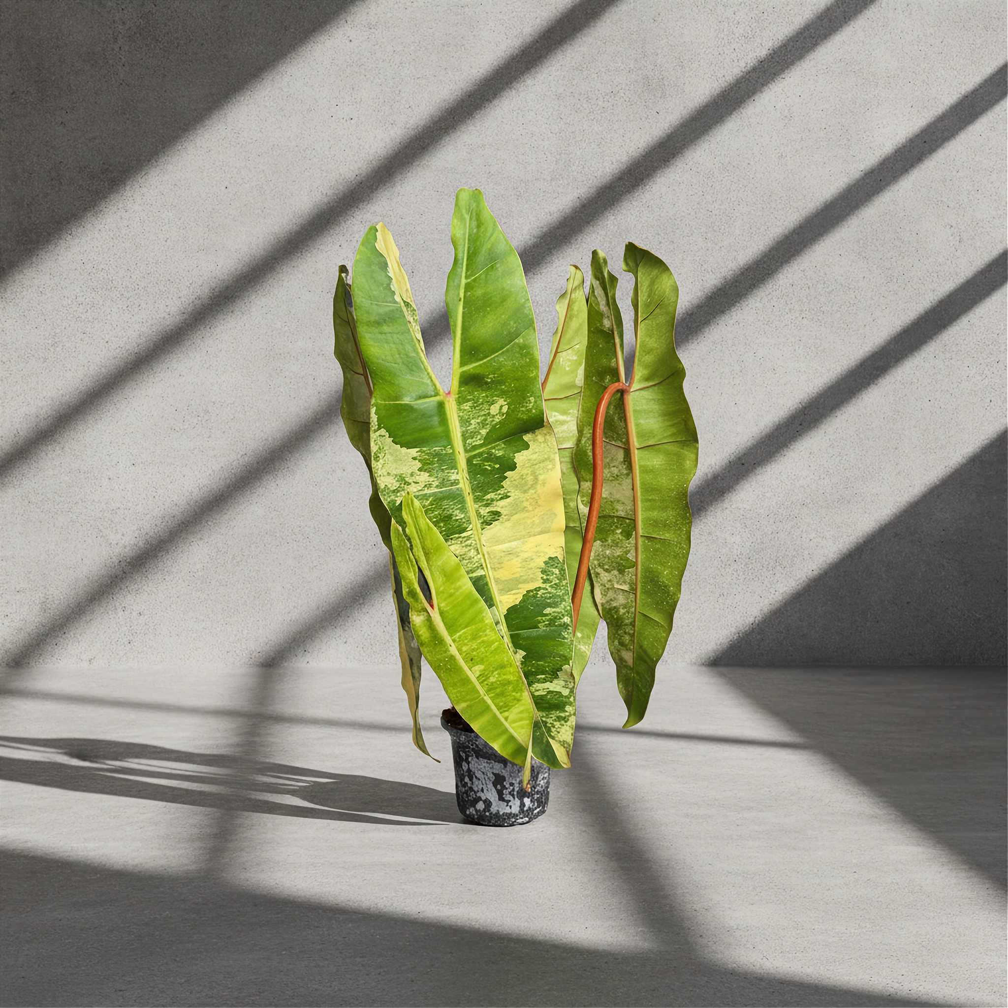 Philodendron Billietiae Variegated