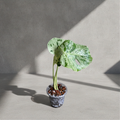 Monstera Bulbasaur