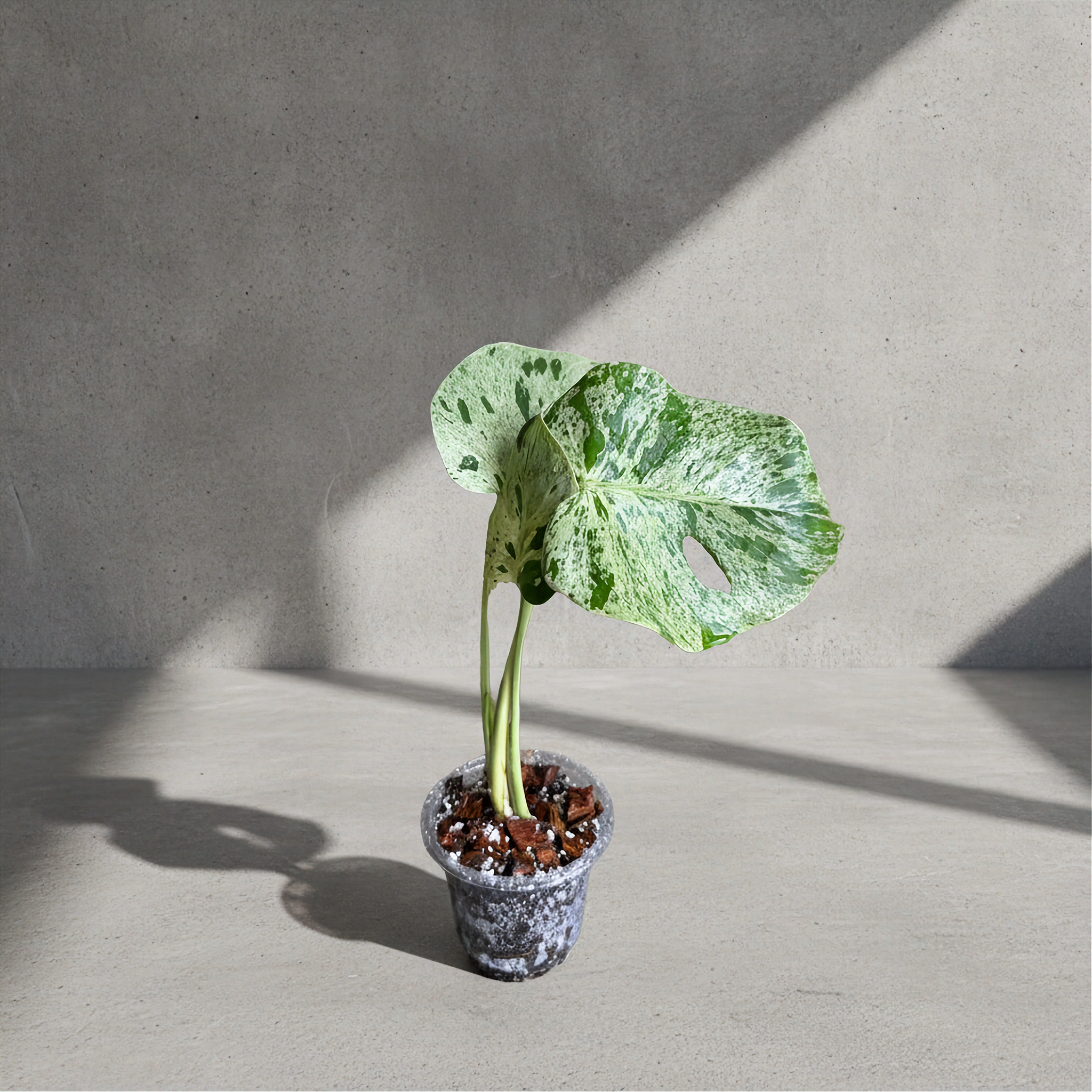 Monstera Bulbasaur