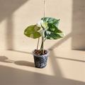Philodendron Gloriosum Variegated mature specimen