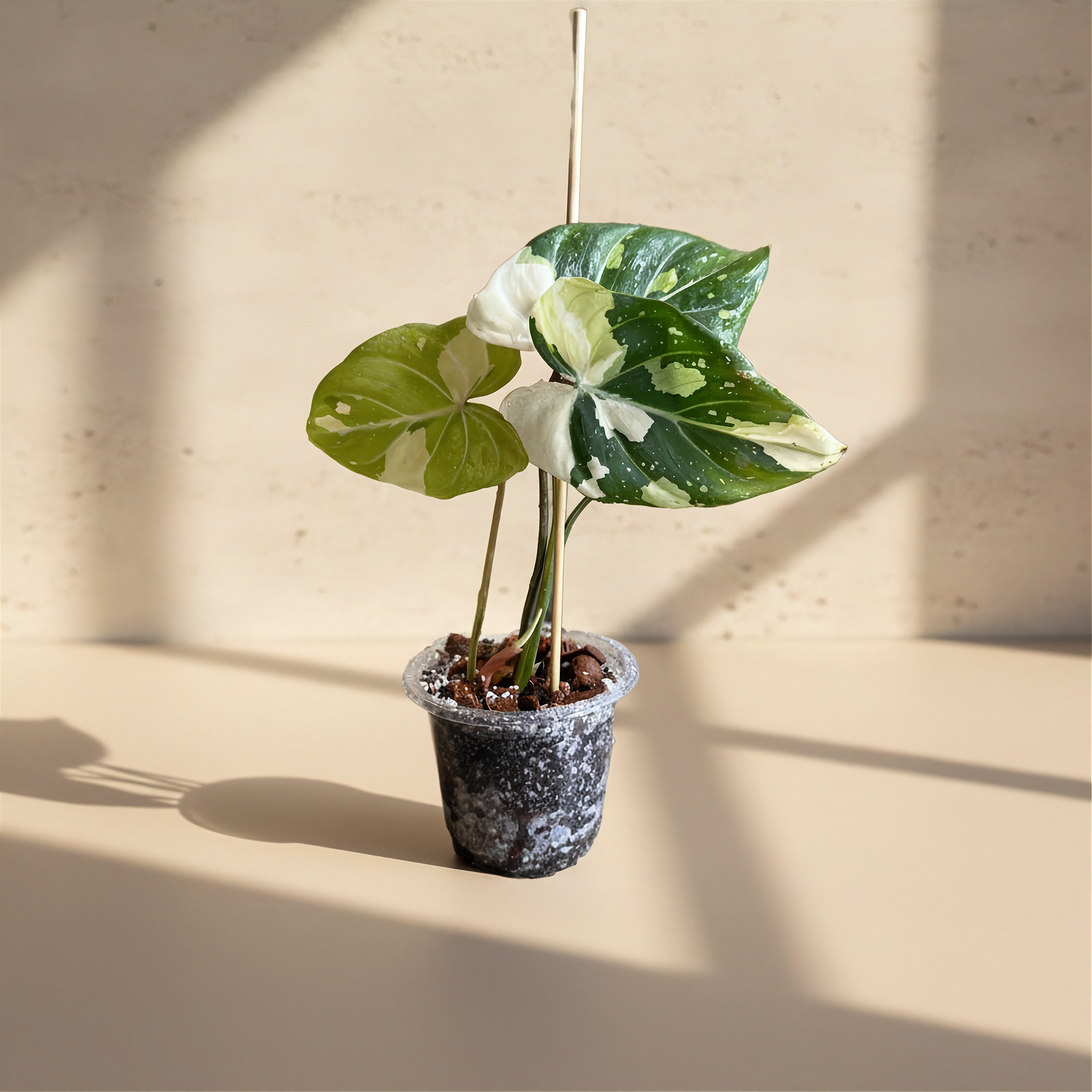 Philodendron Gloriosum Variegated
