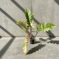 Philodendron Caramel Marble Variegated mature specimen, large