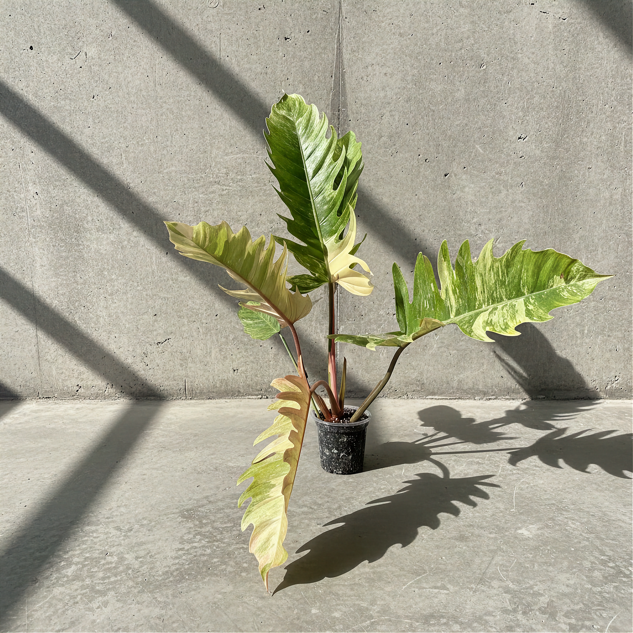 Philodendron Caramel Marble Variegated