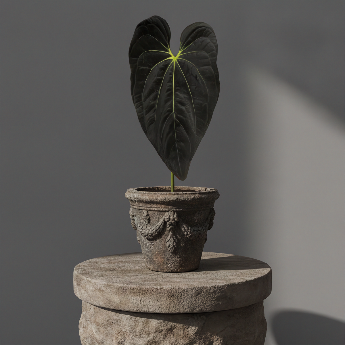 Anthurium Black Velvet