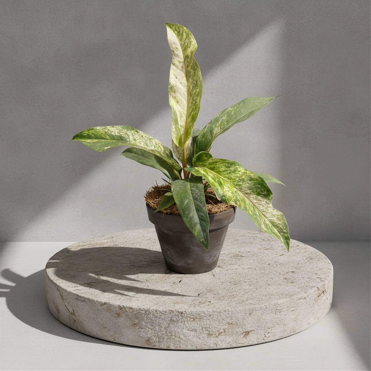 Anthurium Bonplandii Narrow Albo Variegated
