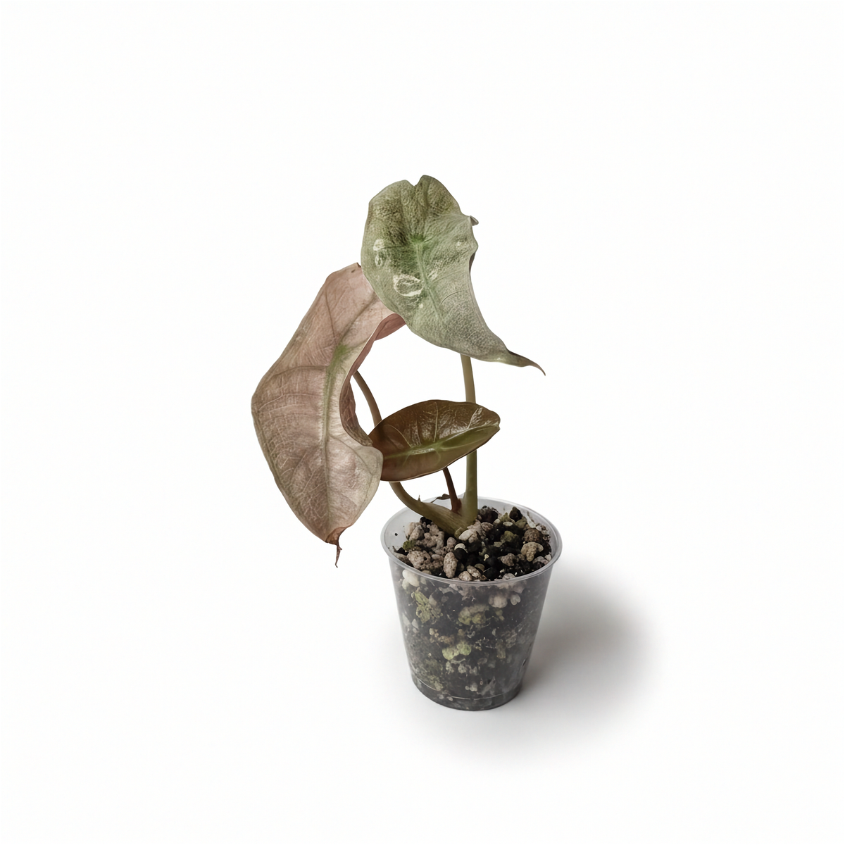 Alocasia Polly Menthe Panaché