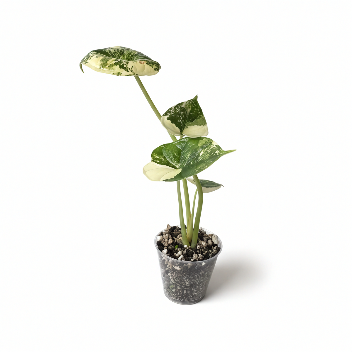 Alocasia Dragon Scale Albo Panaché