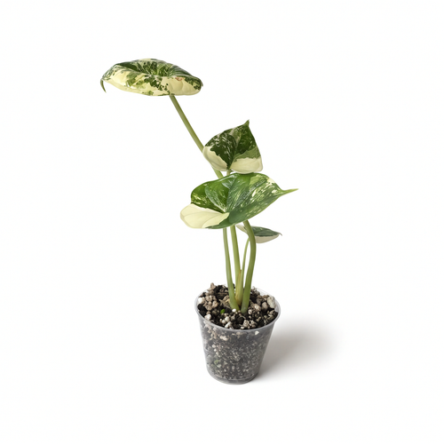 Alocasia Dragon Scale Albo Panaché
