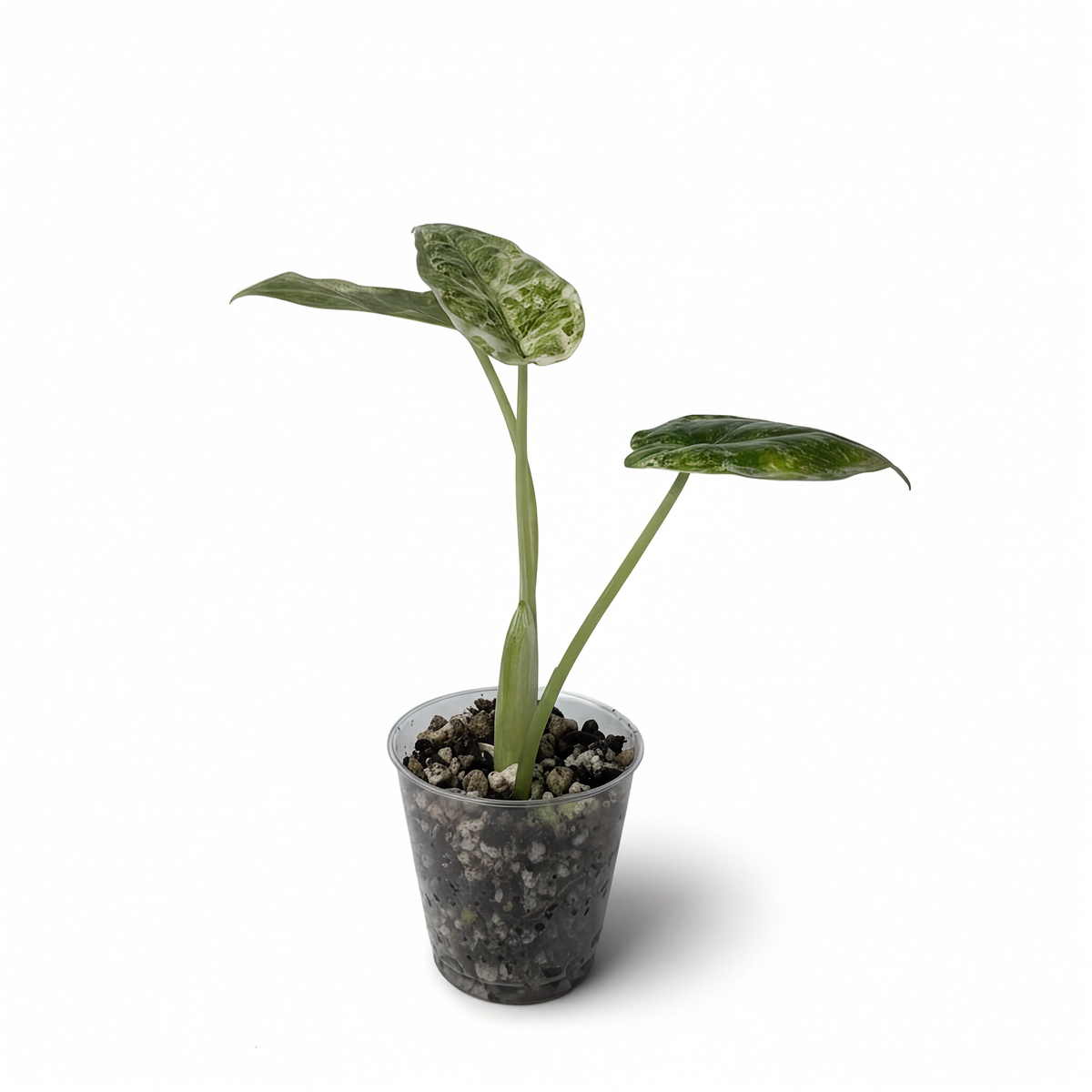 Alocasia Dragon Scale Menthe Panachée