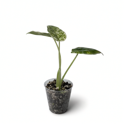 Alocasia Dragon Scale Menthe Panachée