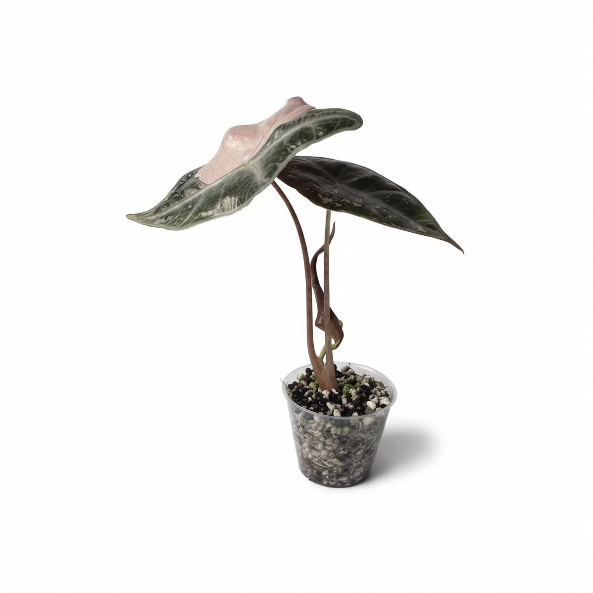 Alocasia Nobilis Rose Panaché Version K