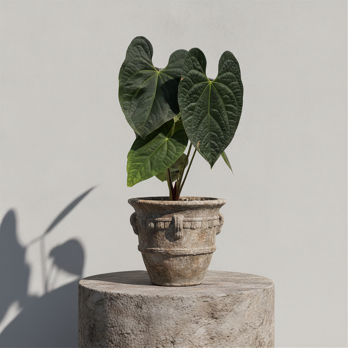 Anthurium David Portilla Dreams