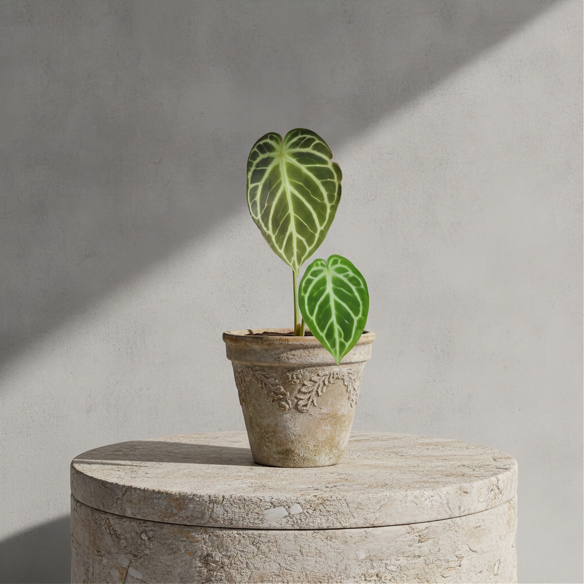 Anthurium Clarinervium × Dorayaki