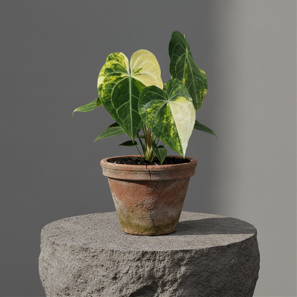 Anthurium Clarinervium Variegated