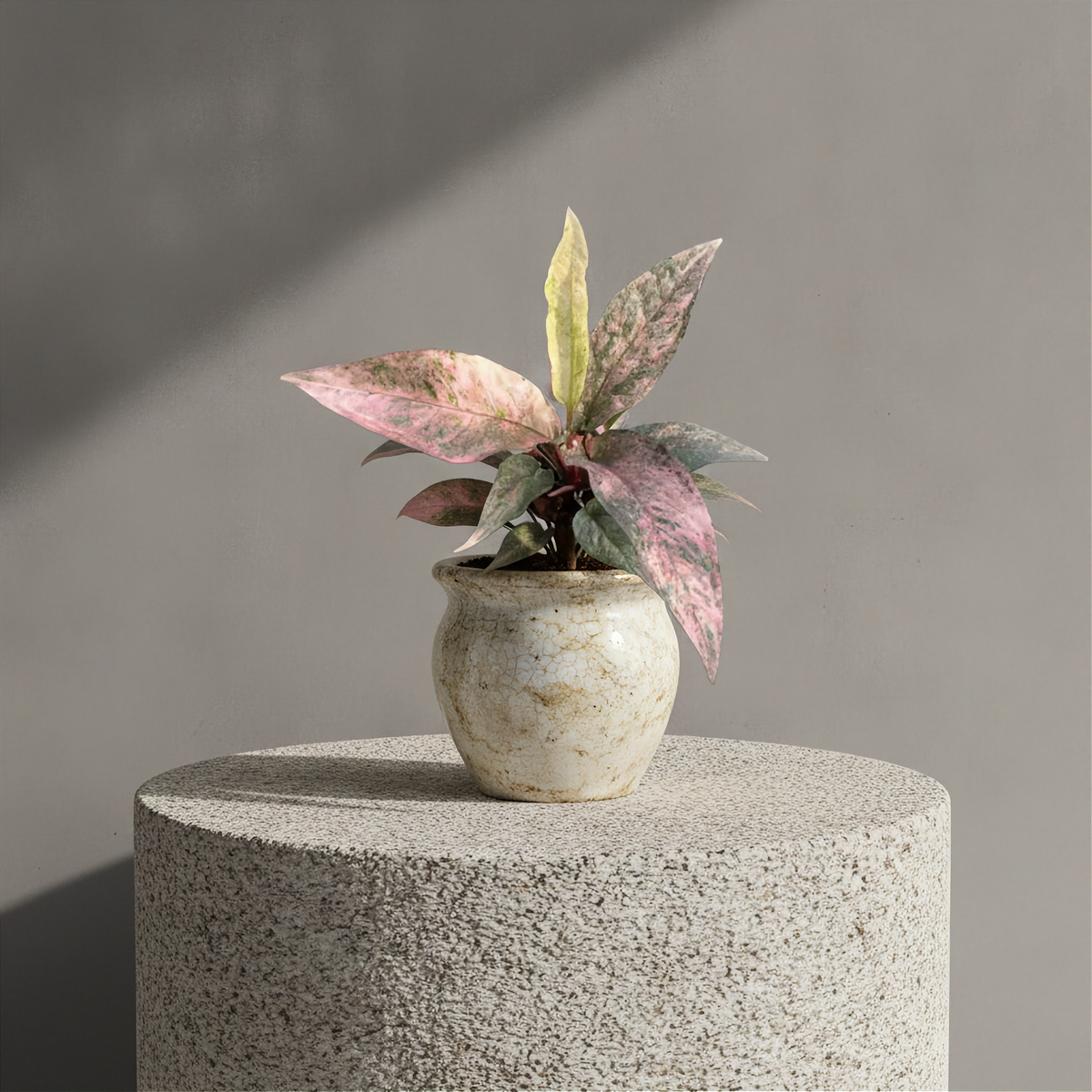 Anthurium Bonplandii Narrow Pink Variegated