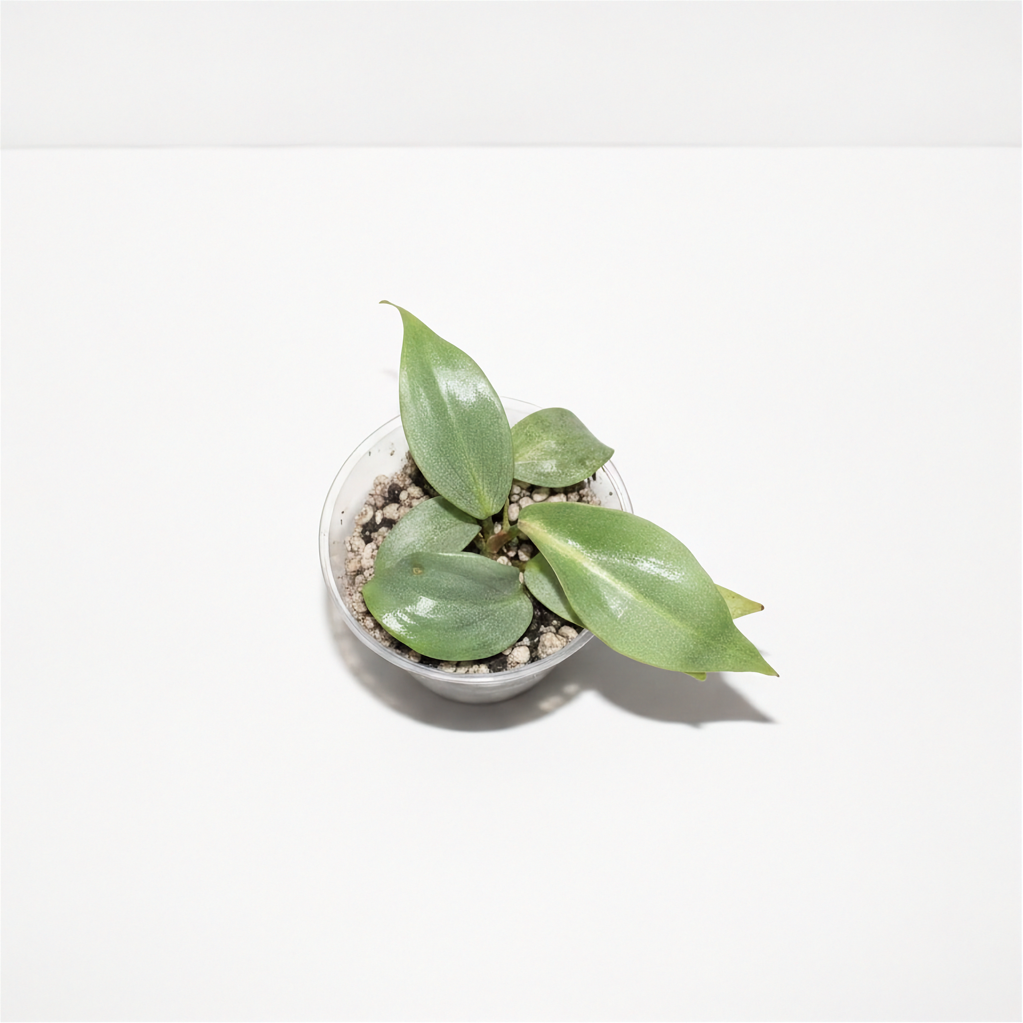 Philodendron Gloriosum Pink Back
