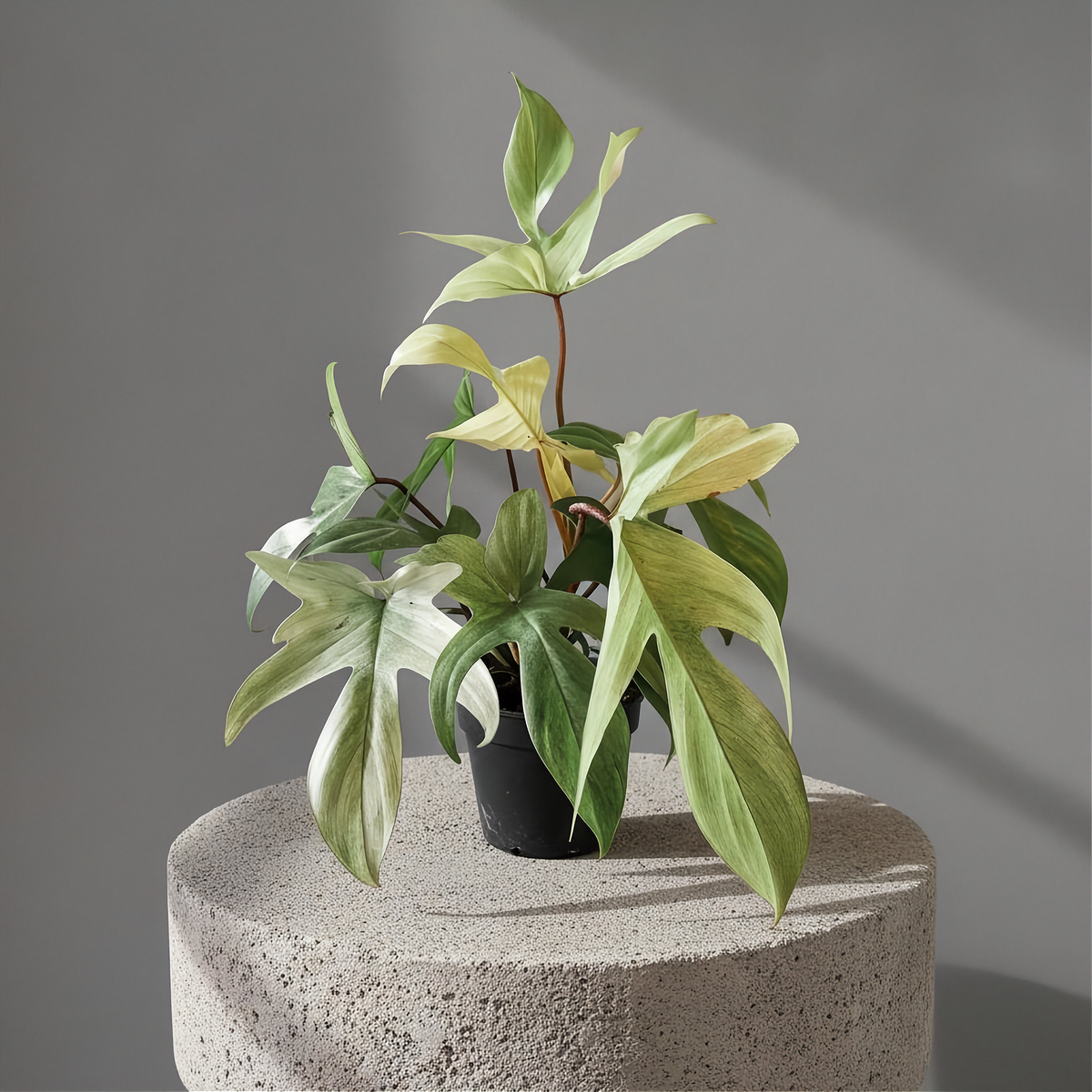 Philodendron Florida Ghost