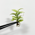 Philodendron Florida Ghost