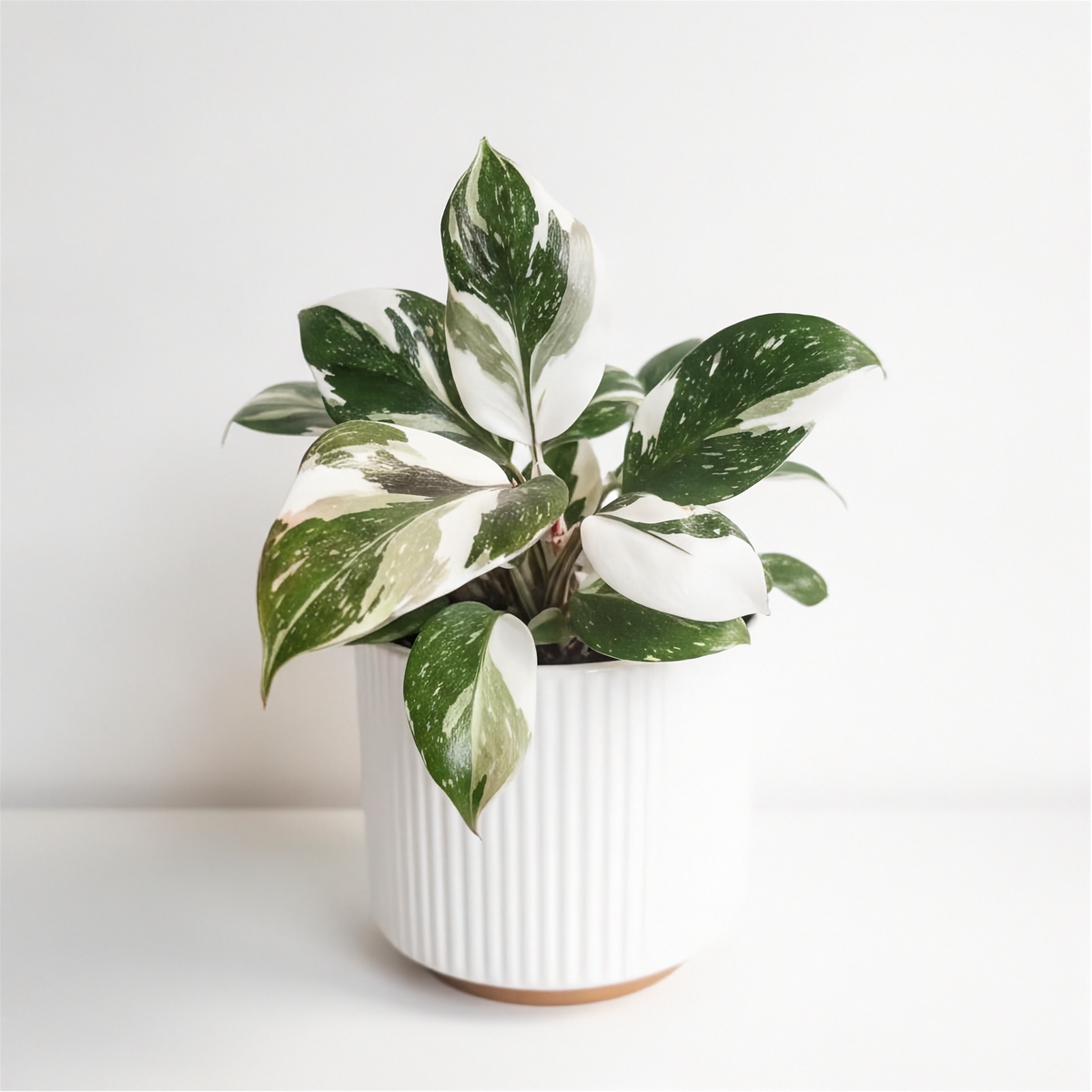 Philodendron White Princess Marbré Galaxie