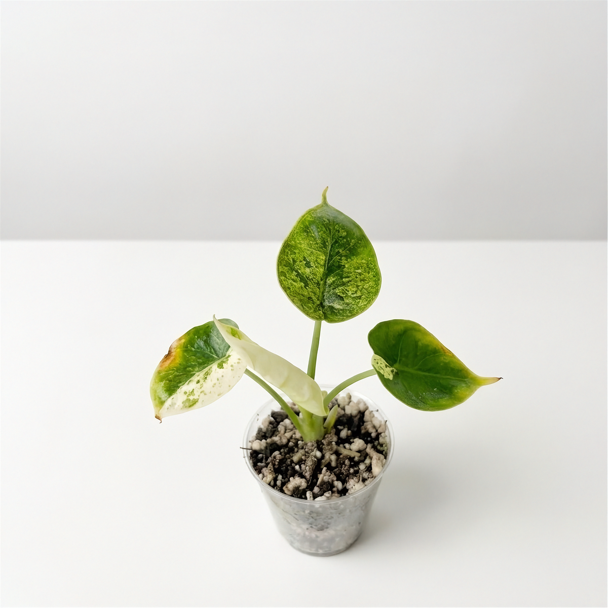 Alocasia Dragon Scale Mint Variegated