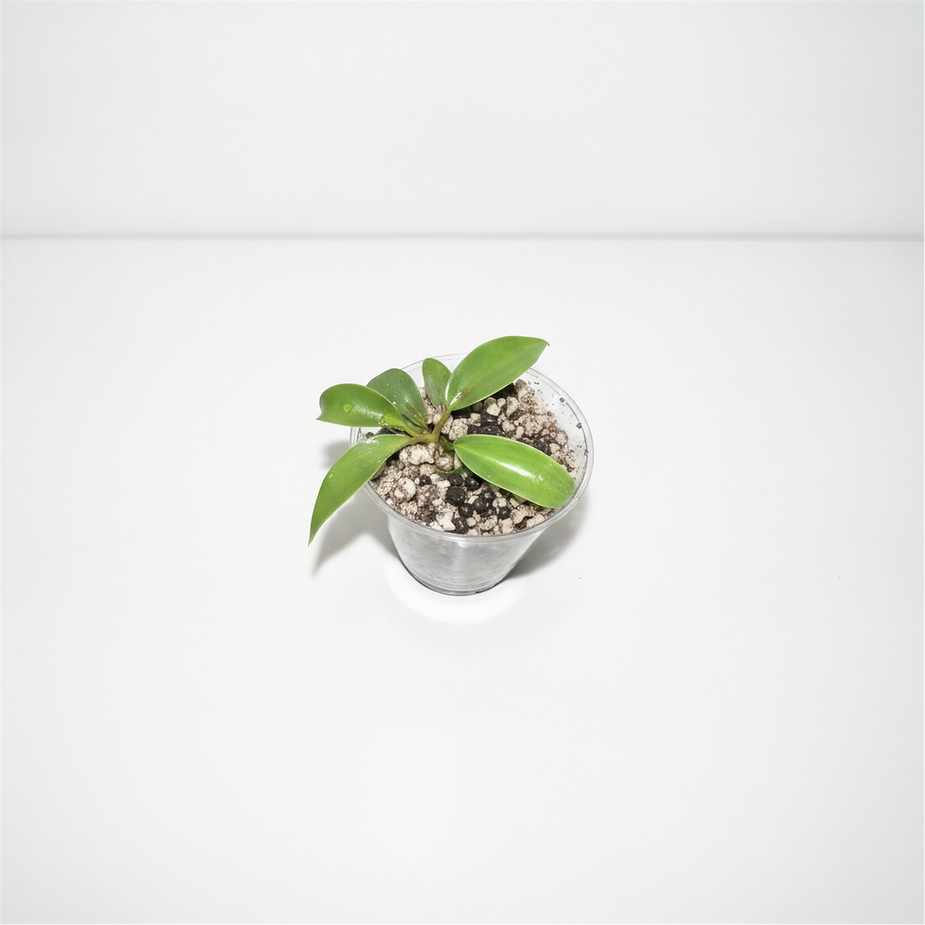 Philodendron Joepii