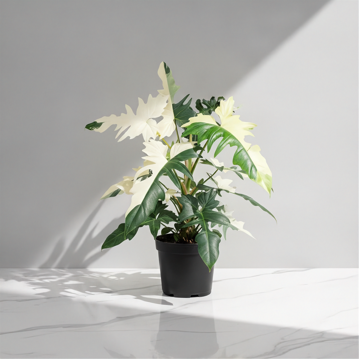 Philodendron Golden Dragon Panaché