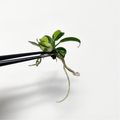 Philodendron Golden Dragon Panaché