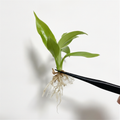 Philodendron Squamiferum
