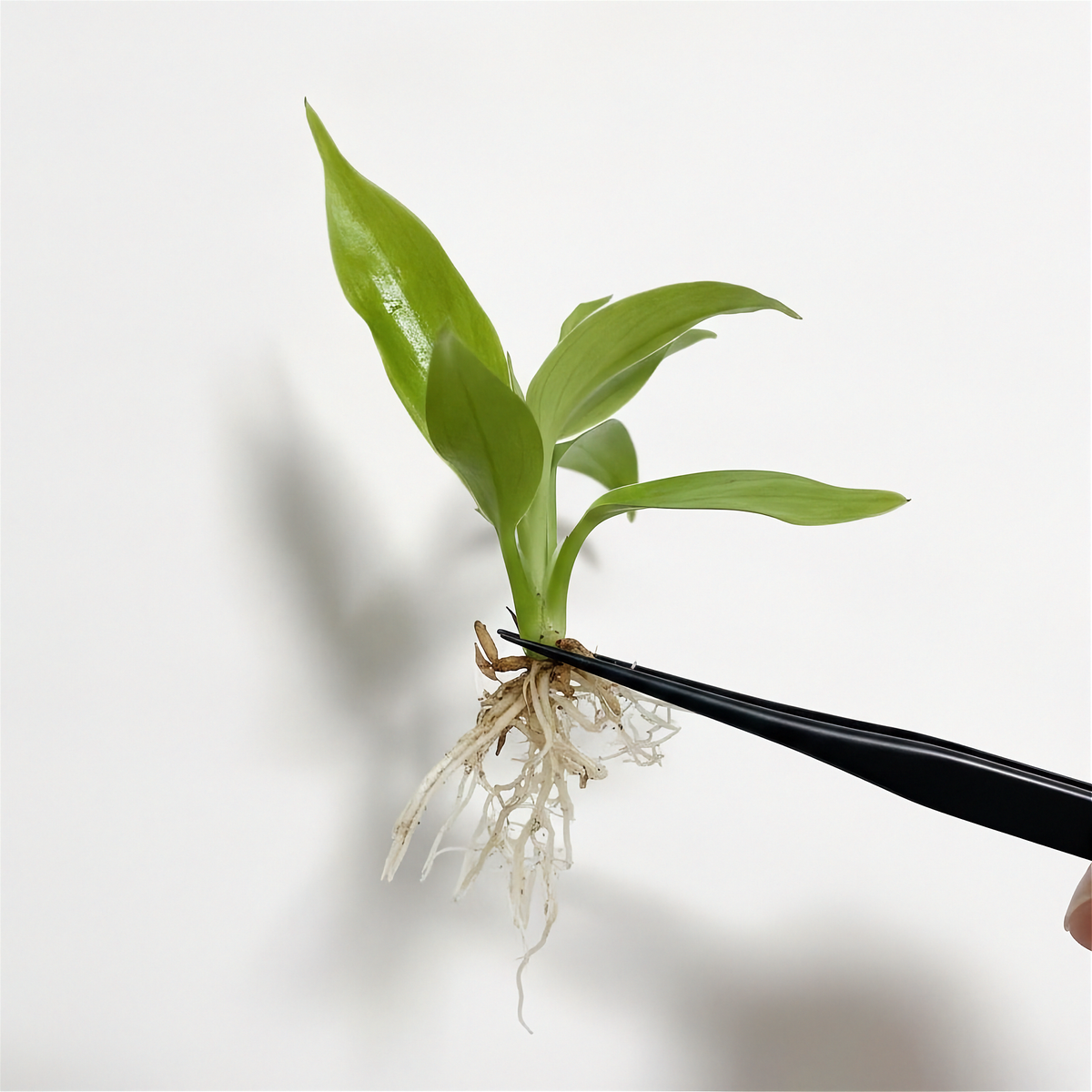 Philodendron Squamiferum