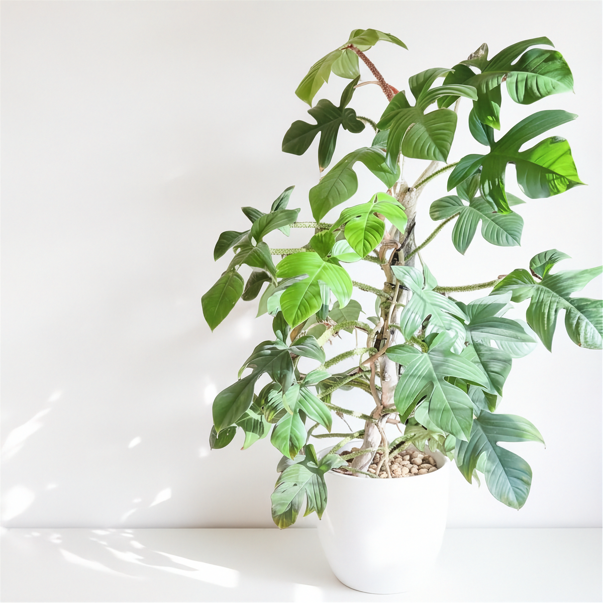 Philodendron Squamiferum