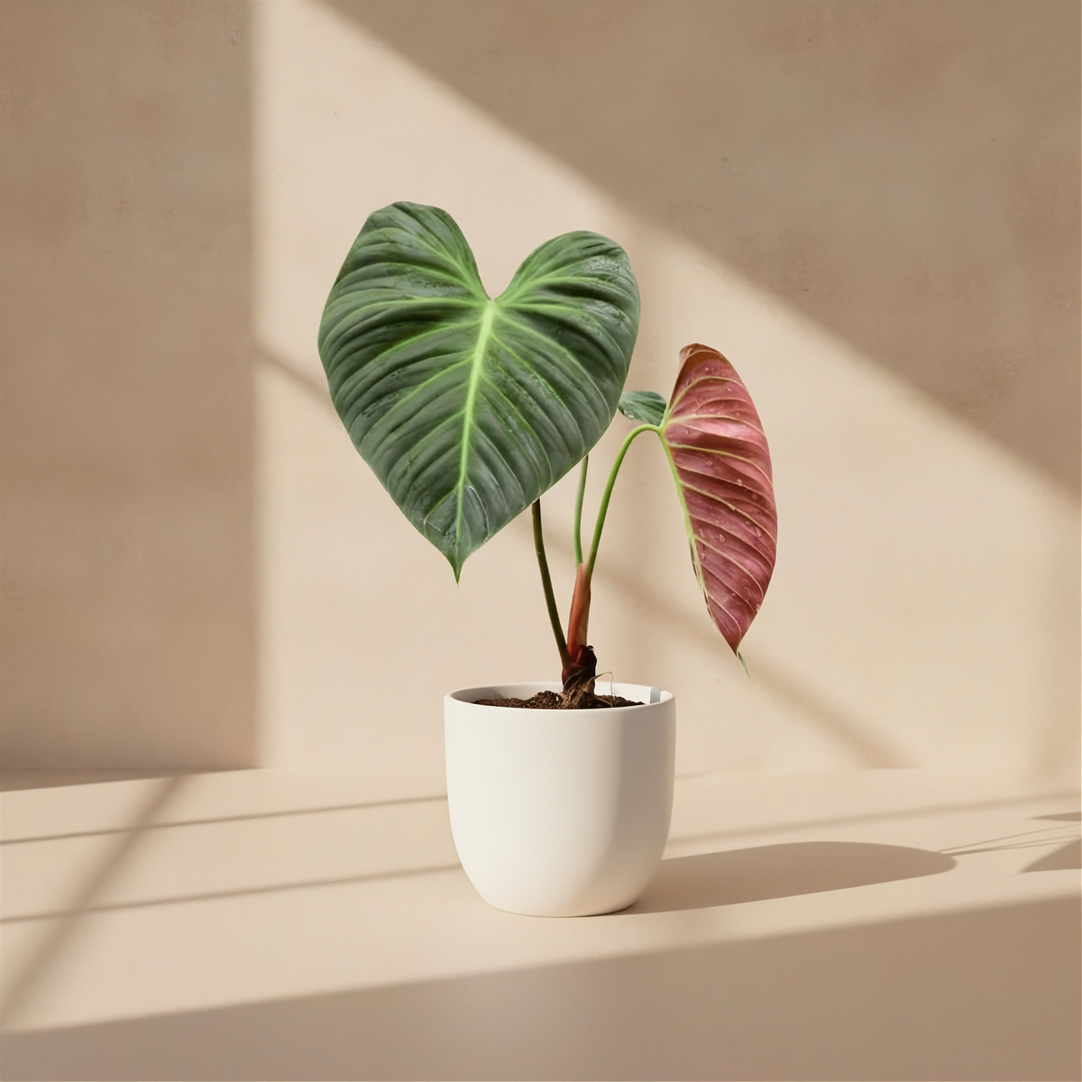 Philodendron El Choco Red Green