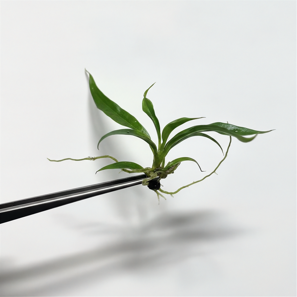 Philodendron tortum vert