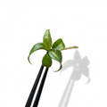 Philodendron Gloriosum Vert Nervuré Blanc
