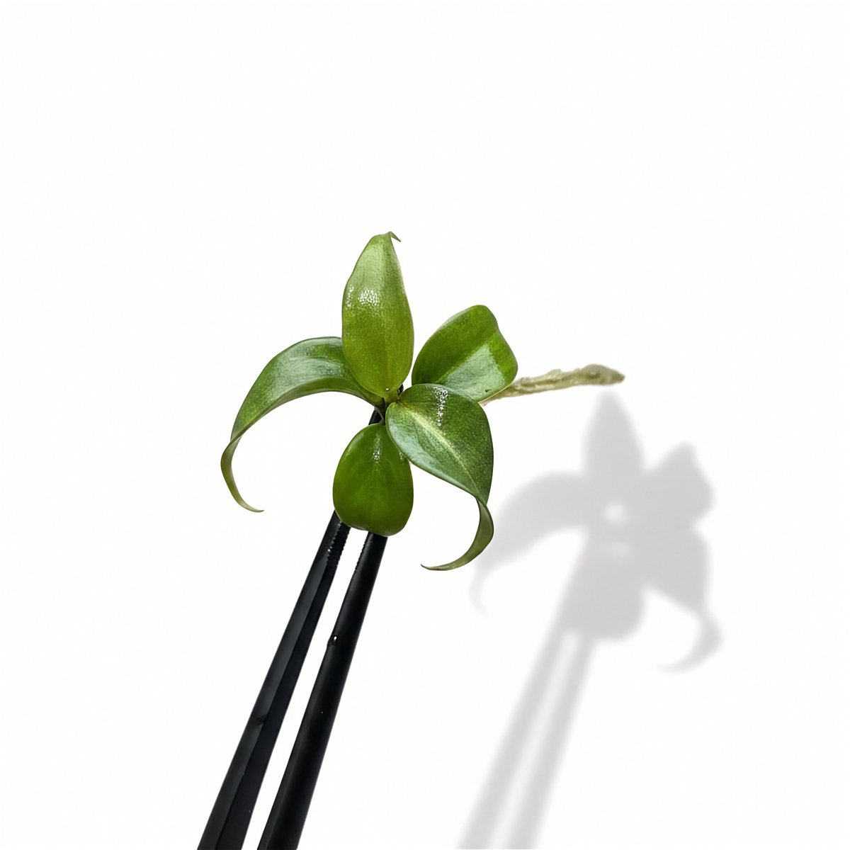 Philodendron Gloriosum Vert Nervuré Blanc