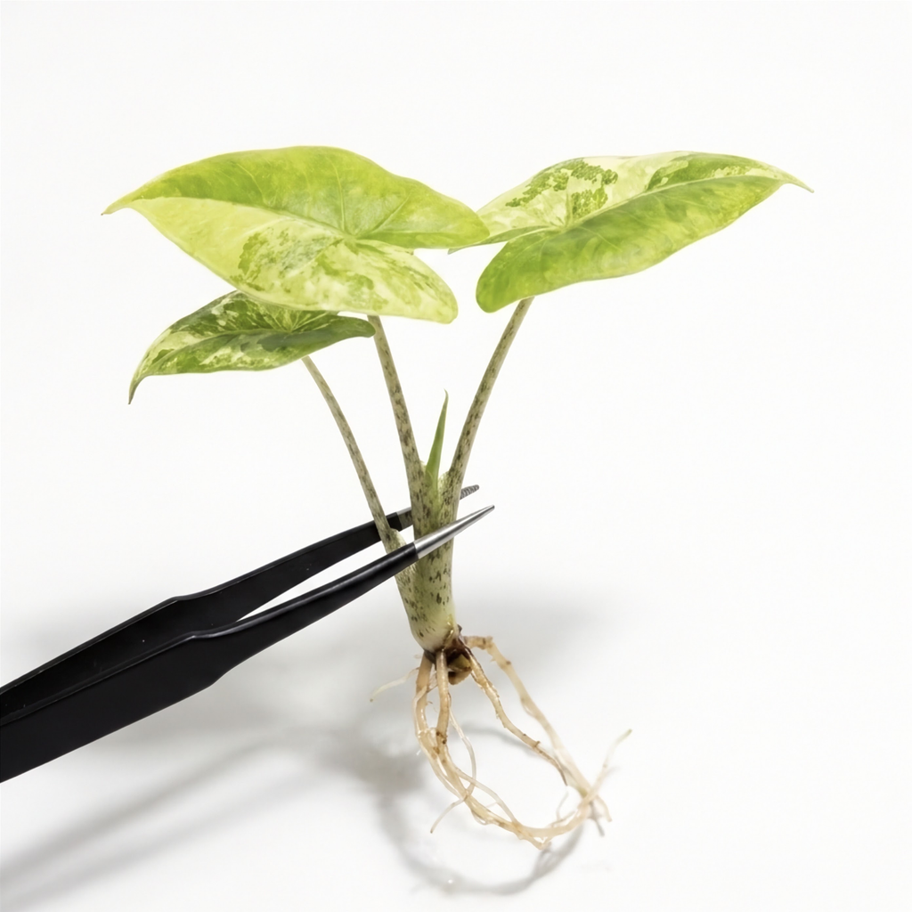 Alocasia Longiloba Narrow Albo Variegated