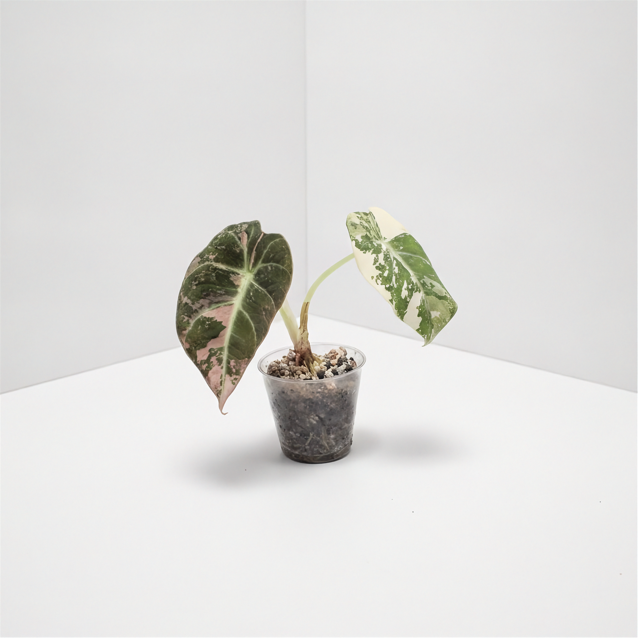 Alocasia Black Velvet Pink Variegated