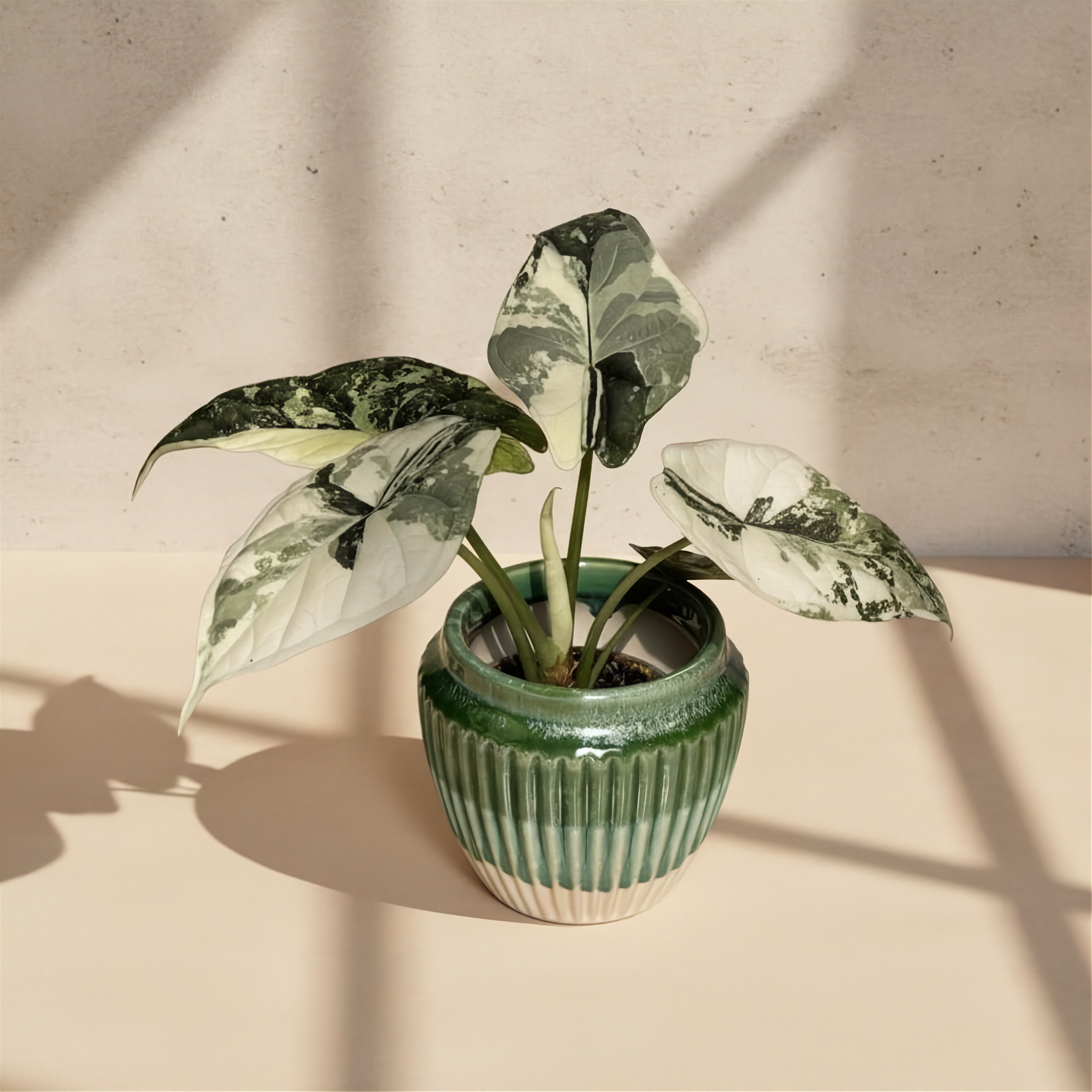 Alocasia Dragon Scale Albo Variegated