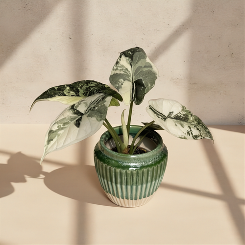 Alocasia Dragon Scale Albo Variegated